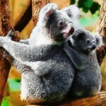 Mignon bébé koala